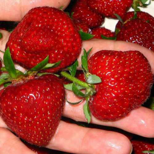 Происхождение сорта точно неизвестно, по одной из версий ягодник был привезен из Японии